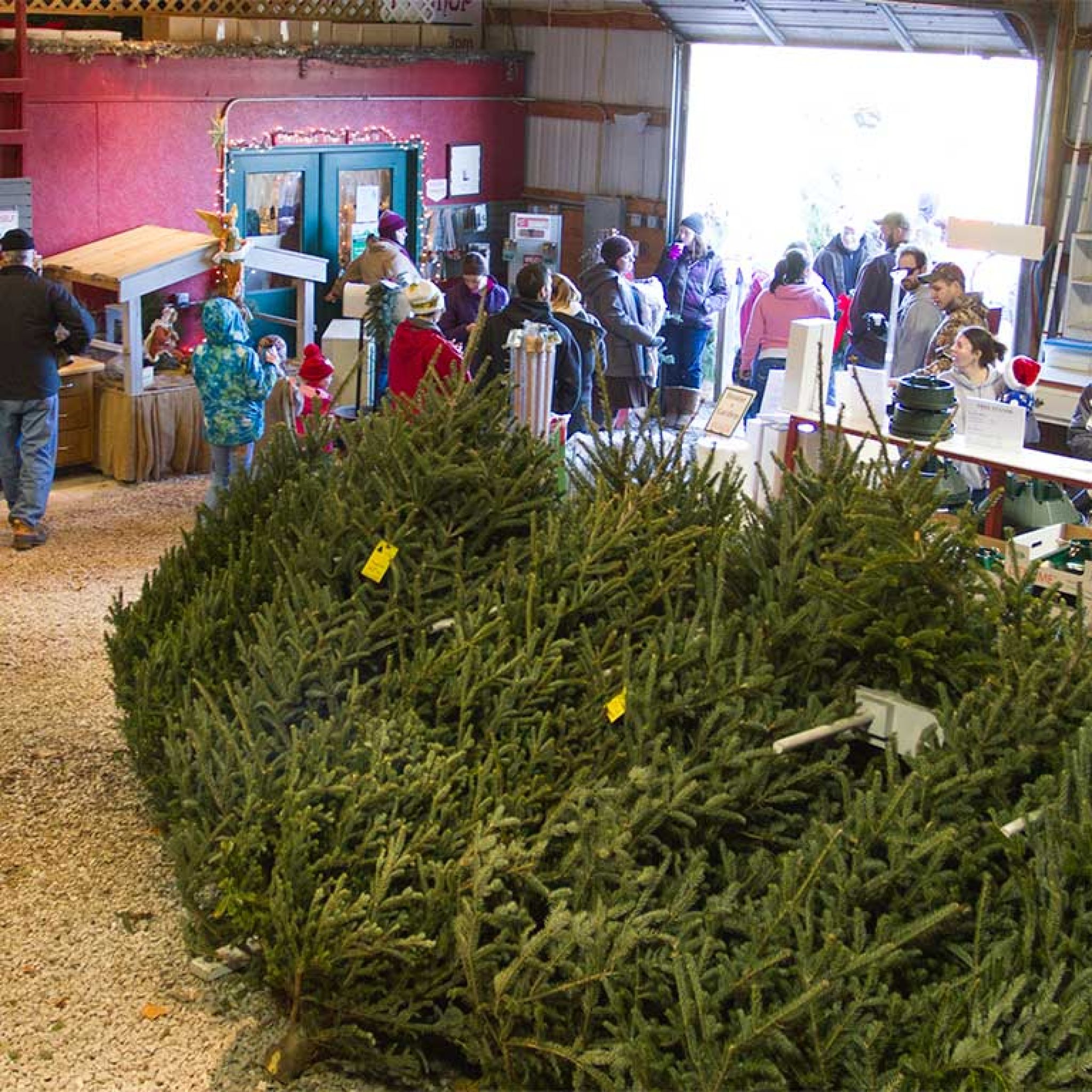 Christmas Trees St. Joe Christmas Tree Farm