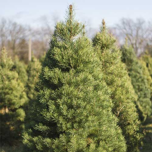 Home - St. Joe Christmas Tree Farm